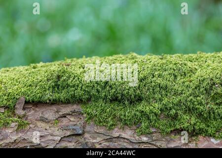 Muschio che cresce su un albero caduto, con una profondità di campo poco profonda Foto Stock