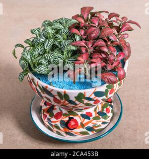 Begonia a foglia dipinta nel vaso decorativo in ceramica Foto Stock