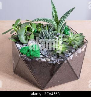 Terrarium, sabbia, roccia, casa di arredamento, succulente, cactus nel vetro Foto Stock