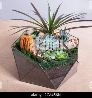 Terrarium, sabbia, roccia, casa di arredamento, succulente, cactus nel vetro Foto Stock