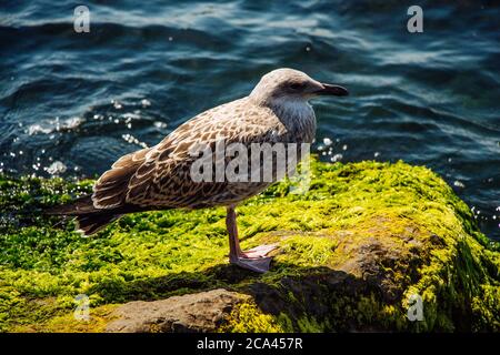 Seagull che si erge su vivaci rocce verdi mossy vicino al mare Foto Stock