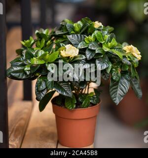 Gardenia pianta con fiore giallo Foto Stock