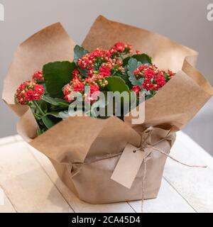 Colorato Widow's-Thrill, Kalanchoe fiori nel bouquet di carta Foto Stock