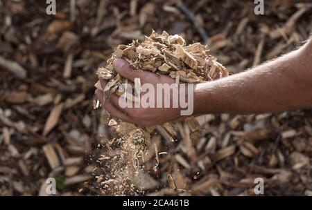 uomo che tiene i trucioli di legno nelle mani, combustibile di riscaldamento a biomassa Foto Stock