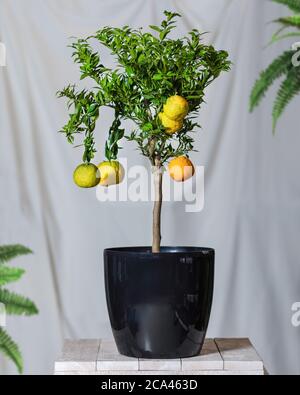 Pianta di limone nel vaso nero Foto Stock