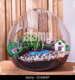 Terrarium, sabbia, roccia, succulente, cactus, arredamento piccola casa in vetro Foto Stock