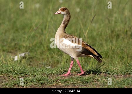 L'oca egiziana (Alopochen aegyptiaca). L'oca Egiziana è un membro della famiglia Anatidae anatidae anatidae. È originario dell'Africa a sud di Th Foto Stock