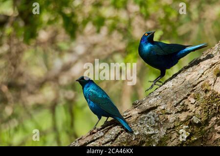 Grande Starling lucido azzurrato (Lamprotornis chalybaeus). Questa lucida stella si trova nei boschi e nei boschi dell'Africa. Forma grande f Foto Stock