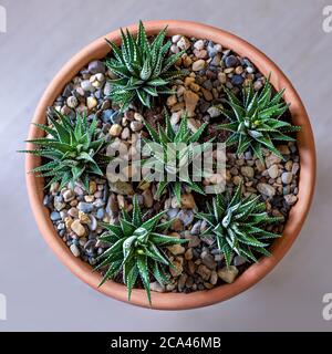 Bellissimo terrarium con cactus, fiore, roccia, sabbia all'interno pentola rossa vista dall'alto Foto Stock