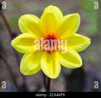 Primo piano di una testa di fiore gialla di una Dahlia 'Classic Summertime' alla National Dahlia Collection, Penzance, Cornovaglia, Inghilterra Foto Stock