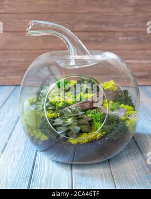 Terrario, sabbia, roccia, succulente, cactus, muschio nel bicchiere Foto Stock