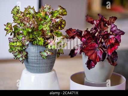 Begonia a foglia dipinta, Begonia rex nella pentola d'argento Foto Stock