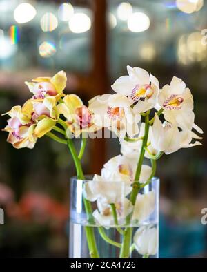 Orchidee di falma, Phalaenopsis Blume primo piano Foto Stock