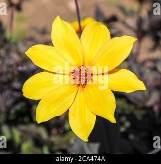 Primo piano di un fiore giallo testa di un Dahlia 'Bishop of York' alla National Dahlia Collection, Penzance, Cornovaglia, Inghilterra Foto Stock