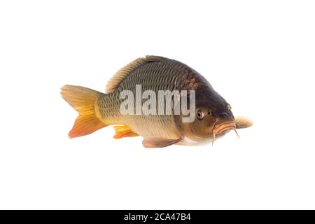 Carpe comune isolato su sfondo bianco. La carpa comune o carpa europea (Cyprinus carpio) è un pesce di acqua dolce. Foto Stock