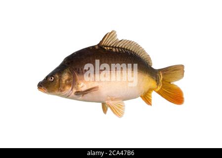 Carpa a specchio isolata su sfondo bianco. Foto Stock