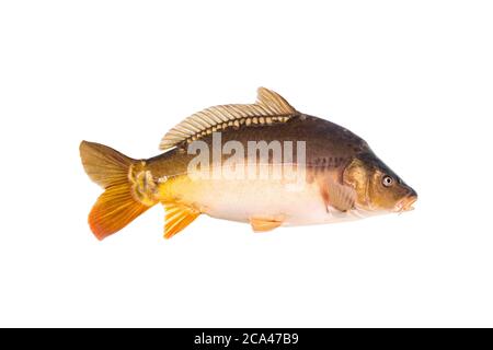Carpa a specchio isolata su sfondo bianco. Foto Stock