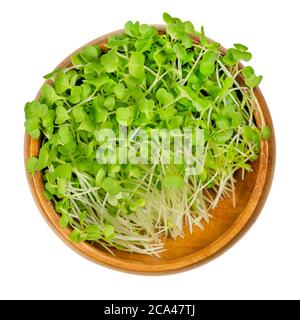 I broccoli germogli in una ciotola di legno. Micrograni crudi e freschi, piantine verdi, piante giovani e cotiledoni di Brassica oleracea, una pianta di cavolo. Foto Stock