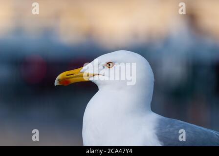 Il grande gabbiano nero-backed (Larus marinus), erroneamente chiamato gabbiano nero-backed più grande da alcuni, è il membro più grande della famiglia del gabbiano. Foto Stock