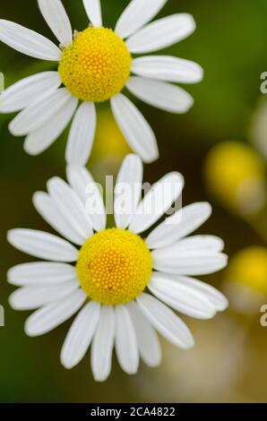 Leucathemum vulgare, conosciuto come daisy dell'occhio del bue, daisy dell'occhio del bue, daisy del cane, fiore del daisy del cane in un prato durante la primavera nella campagna in Germania, Europa occidentale Foto Stock