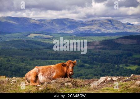 Mucche marroni sulle gummers come è caduto sopra il lago Windermere nel Distretto dei Laghi. Foto Stock