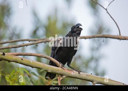 Thick-fatturati corvo imperiale (Corvus crassirostris). Questo uccello è il membro più grande della famiglia di raven ed è anche il più grande uccello palissonatrice (Passeriformes) r Foto Stock