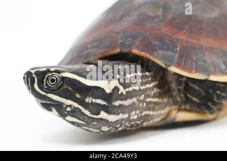 La tartaruga malese (Malayemys macrocephala) è una specie di tartaruga appartenente alla famiglia delle Geoemidididae Foto Stock