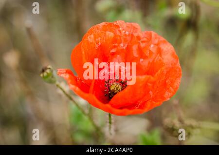 Papaver rhoeas, noto come papavero comune, mais papavero, mais rosa, campo papavero, fiammingo papavero, o papavero rosso, primo piano, Germania, Europa occidentale Foto Stock