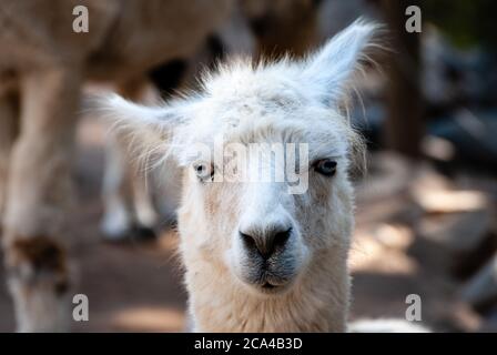 L'alpaca (Vicogna pacos) è una specie di camelide sudamericano discendente dal vicuña. Foto Stock