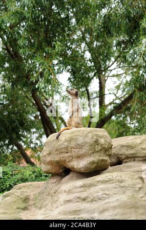 Il meerkat (Suricata suricatta) o suricato è una piccola mannola che si trova nell'Africa meridionale. Foto Stock