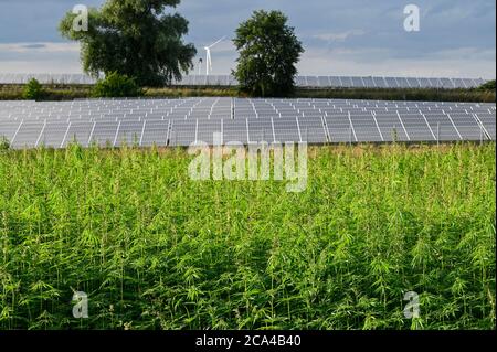 GERMANIA, Luebz, campo con canapa di fibra, fibre sono usate per tessile, carta, semi per olio, dietro solare ed eolico fattoria / DEUTSCHLAND, Lübz, Feld mit THC freiem Faserhanf, dahinter Solarfeld und Windkraft Foto Stock