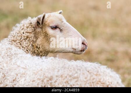 Le pecore domestiche (Ovis aries) sono quadrupedal, i mammiferi ruminanti tenuti tipicamente come bestiame. Foto Stock