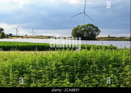 GERMANIA, Luebz, campo con canapa di fibra, fibre sono usate per tessile, carta, semi per olio, dietro solare ed eolico fattoria / DEUTSCHLAND, Lübz, Feld mit THC freiem Faserhanf, dahinter Solarfeld und Windkraft Foto Stock