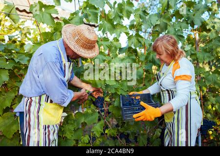 Paio di agricoltori picking raccolto di uve in una fattoria biologica. Felice senior l uomo e la donna mettendo le uve nella casella Foto Stock