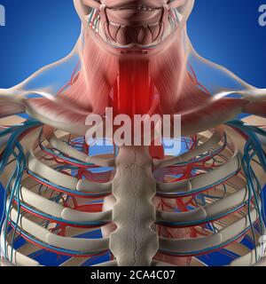 Illustrazione dell'anatomia umana. Torace, gabbia toracica, sistema vascolare. illustrazione 3d. Foto Stock