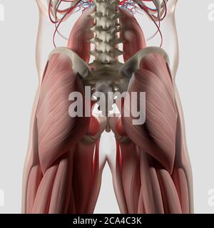 Illustrazione anatomica della colonna vertebrale umana, del bacino e del massimo del gluteo. illustrazione 3d. Foto Stock