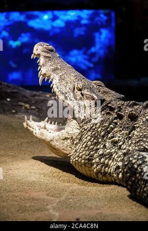Il coccodrillo cubano (Crocodylus rombifer) è una piccola specie di coccodrillo che si trova solo a Cuba. Foto Stock
