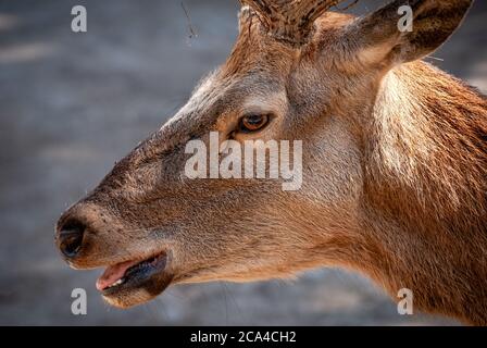 Il cervo rosso (Cervus elaphus) è una delle più grandi specie di cervo. Foto Stock