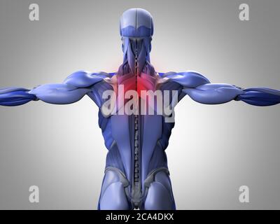 Illustrazione dell'anatomia dei gruppi muscolari della schiena.che mostra il dolore al collo. illustrazione 3d. Foto Stock