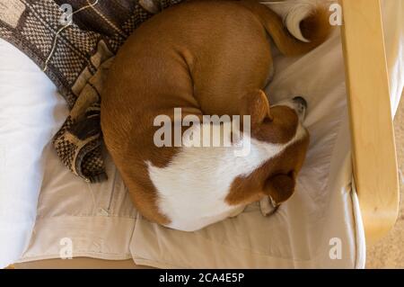 Vista dall'alto sul cane basenji che dormiva in sedia Foto Stock