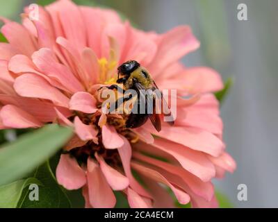 Bumblebee nero e giallo impollinazione di un colore rosa chiaro pesca fiore Zinnia fiorisce in estate con un grigio chiaro e sfondo verde. Fauna selvatica INS Foto Stock