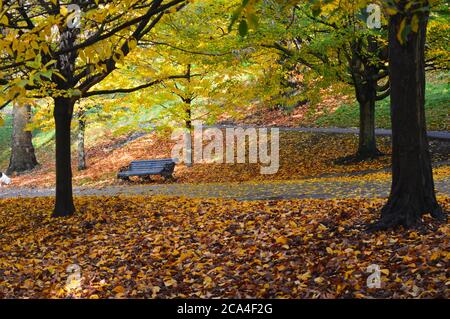 panca vuota in un parco circondato da foglie cadute di giallo e marrone Foto Stock