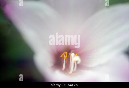 Primo piano estremo e primo piano selettivo di un fiore rosa e bianco a bulbo non identificato che mostra la parte interna del fiore piselli e fil Foto Stock