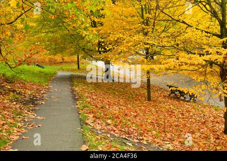 percorso con prato su entrambi i lati e alberi colorati sullo sfondo Foto Stock