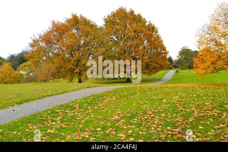 percorso con prato su entrambi i lati e alberi colorati sullo sfondo Foto Stock