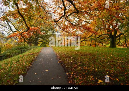 percorso con prato su entrambi i lati e alberi colorati sullo sfondo Foto Stock