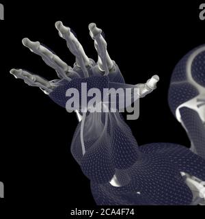 Mano anatomia umana. Sistema muscolare. Struttura ossea. Sistema vascolare. Illustrazione 3D Foto Stock