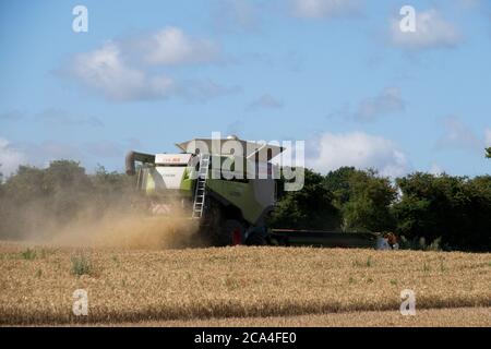 Raccolta invernale della mietitrebbiatrice combinata sul lavoro in campo polveroso Sunny cielo nuvoloso campi alberi formato orizzontale Foto Stock