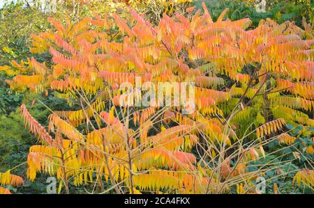 albero con foglie che hanno diverse sfumature di giallo e rosso durante la caduta che assomiglia al suo fuoco Foto Stock