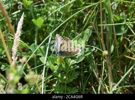 borchie blu in argento in hedgerow Foto Stock